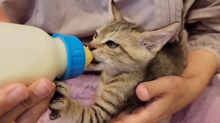 前足を添えてミルクを飲む子猫