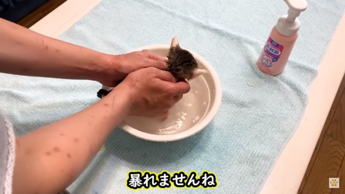 洗われる子猫