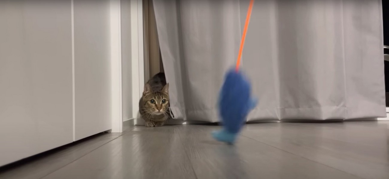 カーテンの影から魚のおもちゃを見ている猫