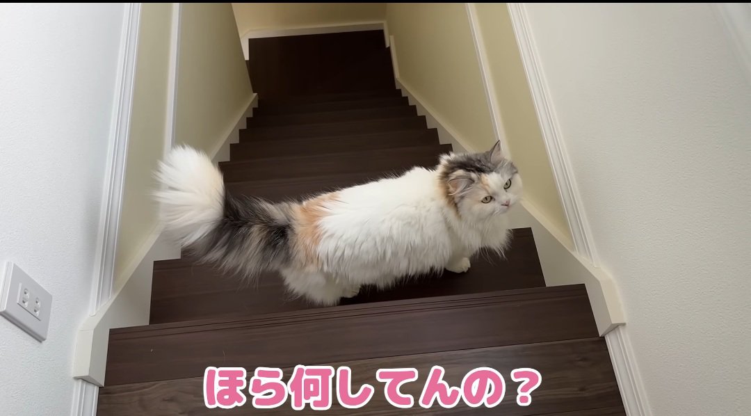 階段の猫