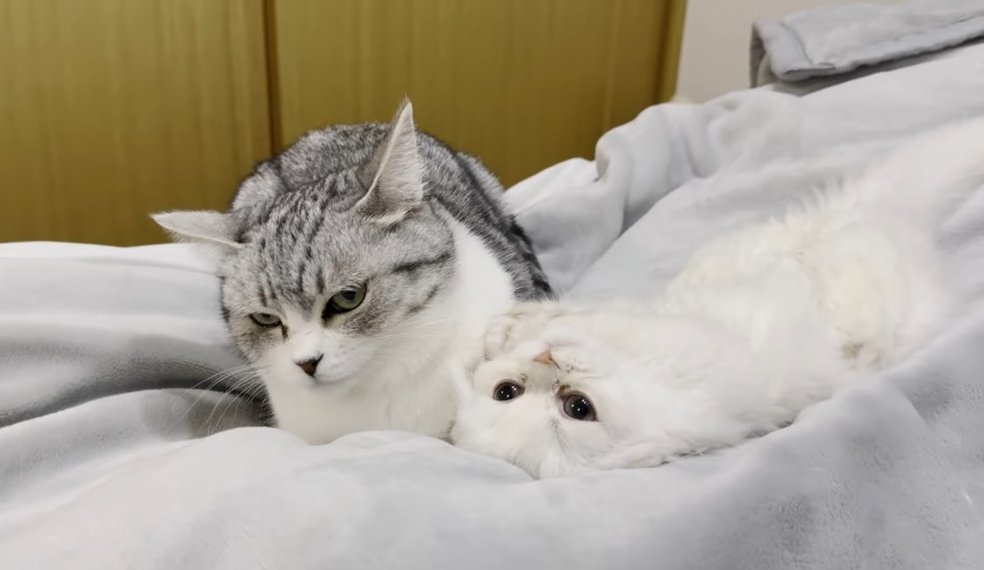 猫と仰向けの子猫