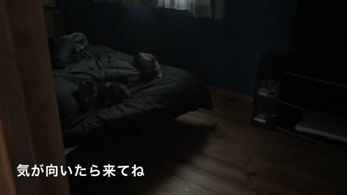 ベッド上で寝そべる2匹の猫