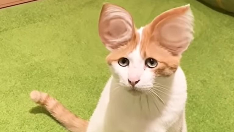 耳が大きい猫