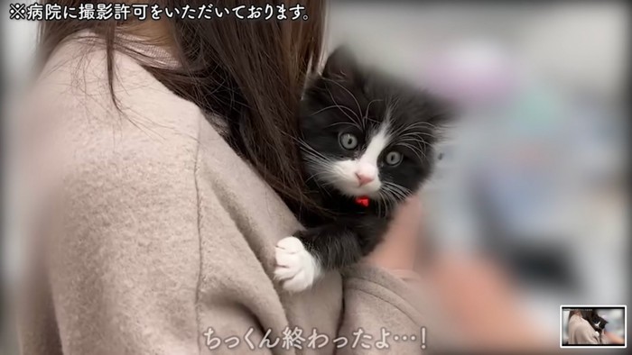 おとなしい猫