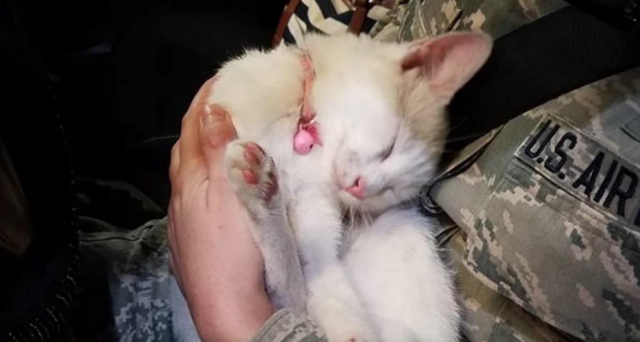 抱っこされているピンクの鈴をつけた白猫