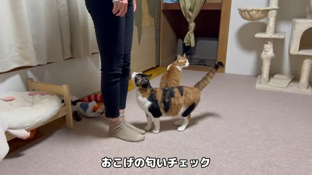 女性のにおいをかぐ猫