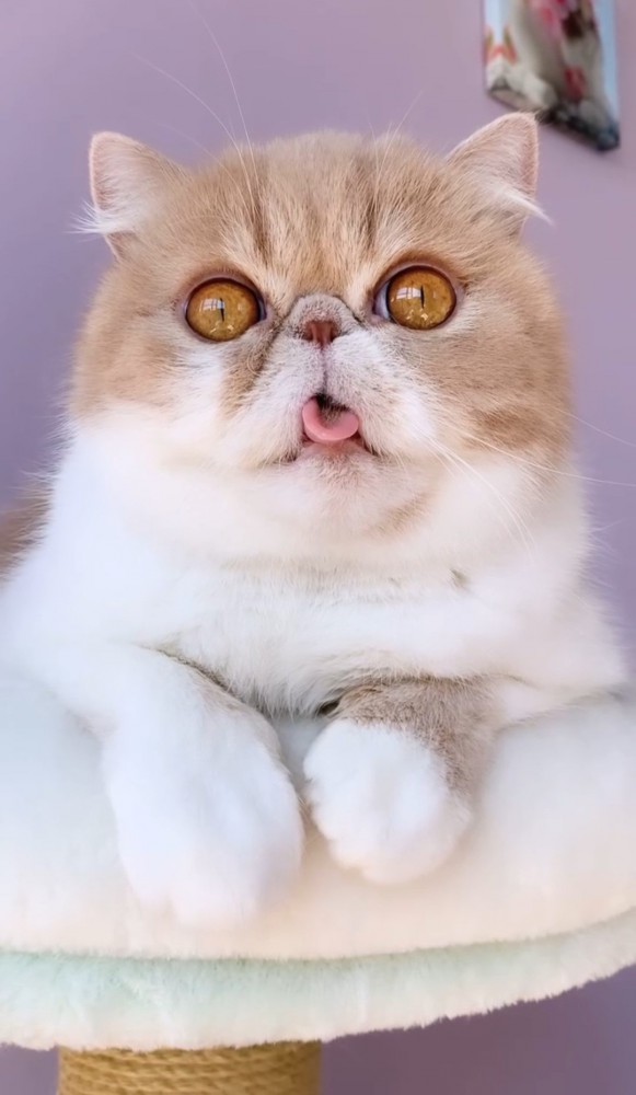 舌を出した猫の正面
