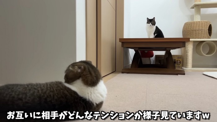 寝そべる猫とテーブルの上に座る猫