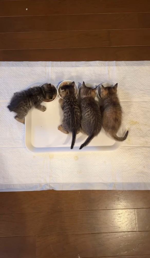 並んでごはんを食べる3匹の子猫と回転しながら食べる子猫