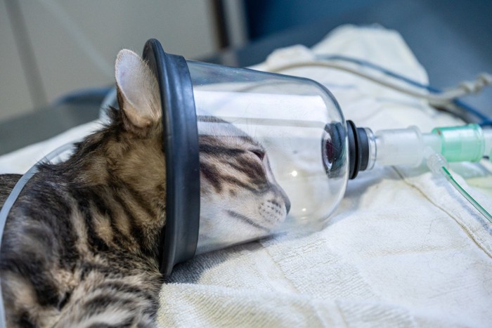 酸素マスクで治療をされる猫