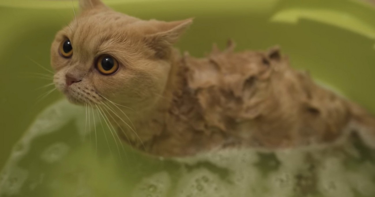 お風呂に浸かる猫
