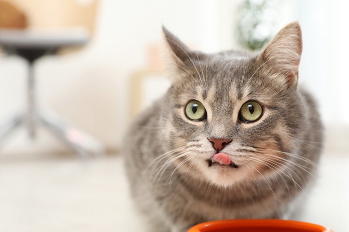 ご飯を食べている猫