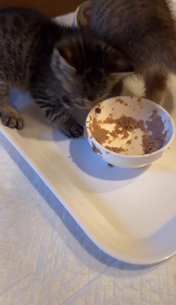 お皿から顔を上げる子猫