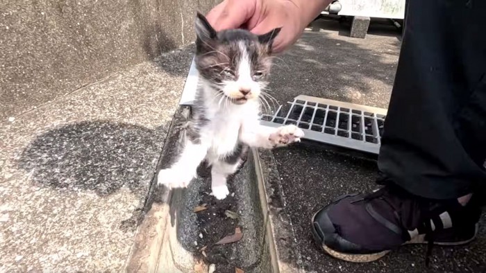 首根っこを掴まれる白黒の子猫