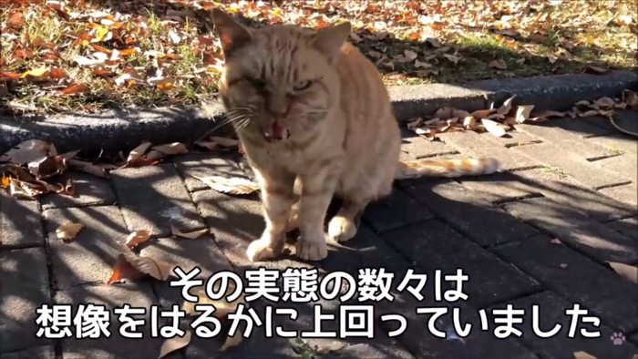 鳴く猫