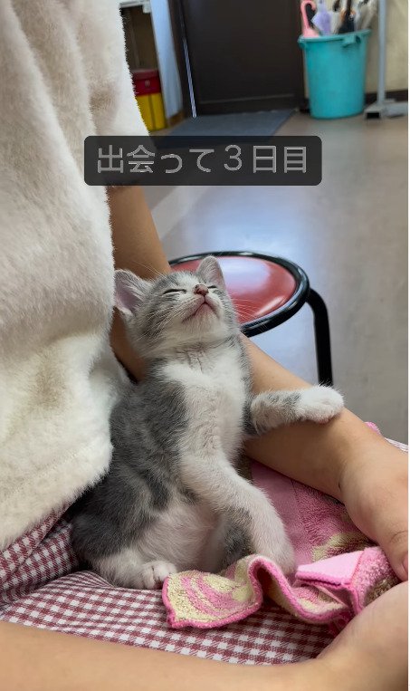 目を閉じる猫