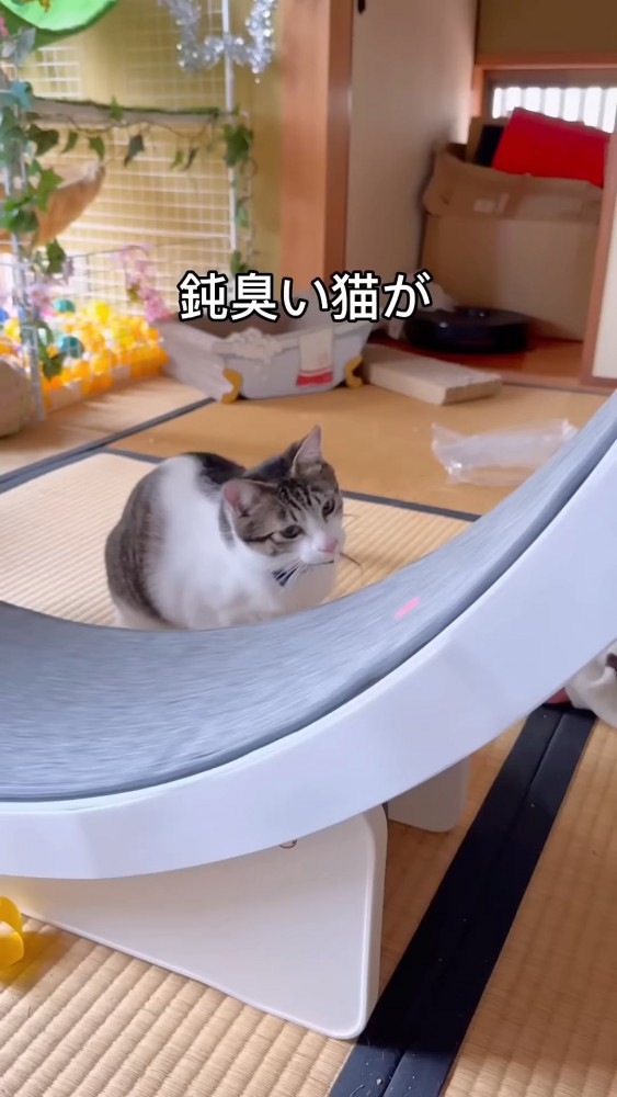 キャットホイールを見つめる猫