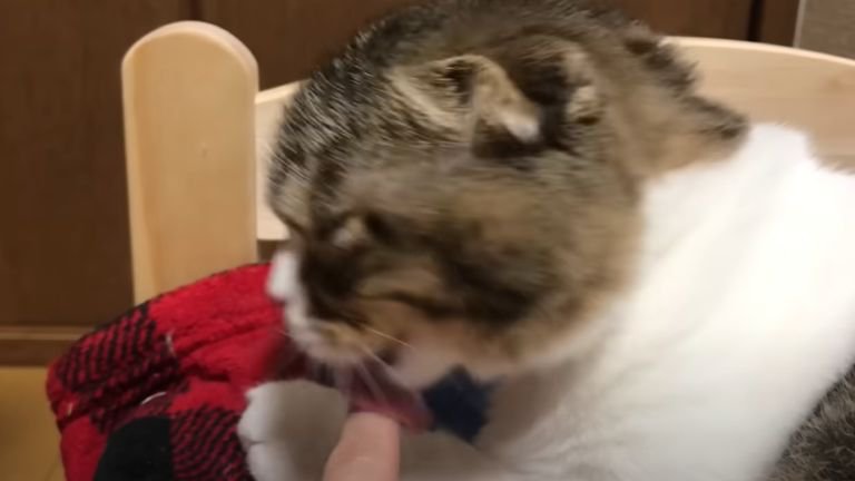 指を舐める子猫