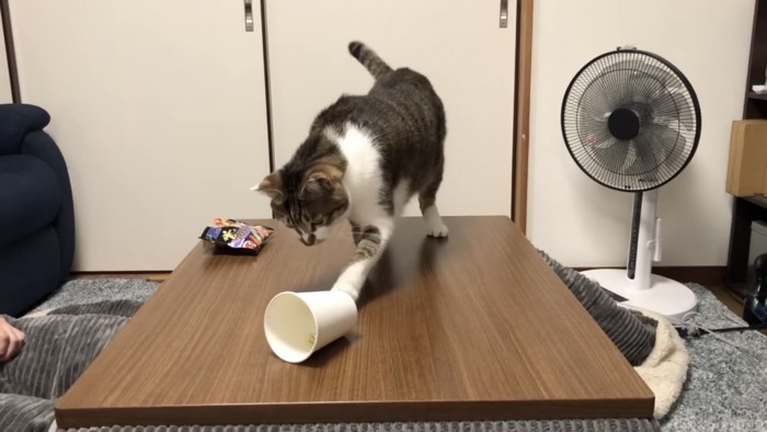 紙コップを触りしっぽが上がった猫