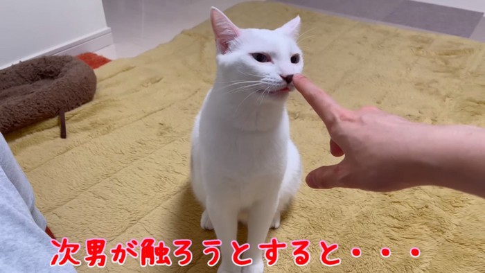 指の匂いをかぐ猫