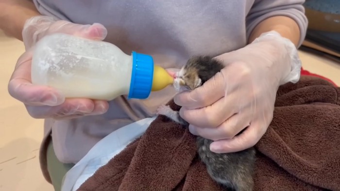 支えられてミルクを飲む子猫