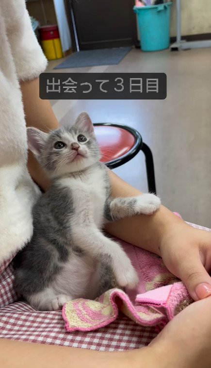 前を向いた姿勢で見上げようとする猫