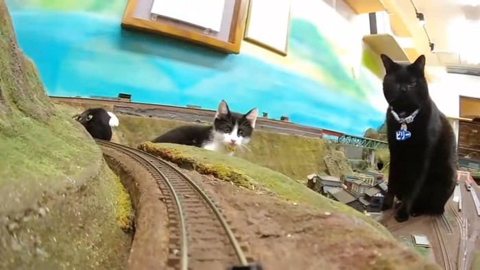 鉄道模型の上の2匹の猫