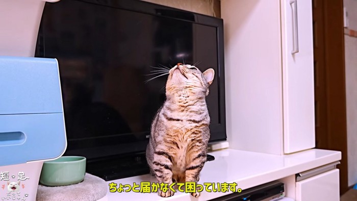 上を見る猫