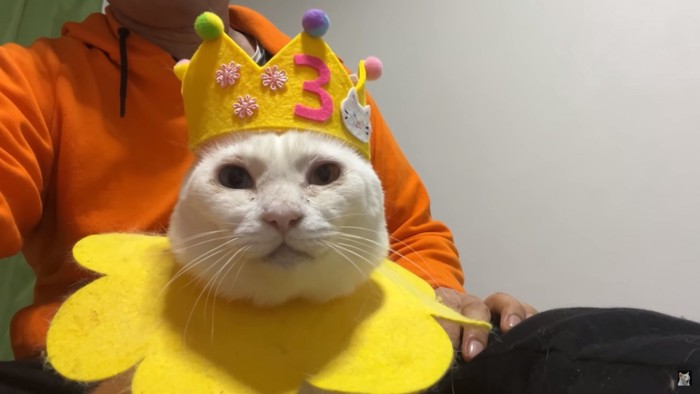 黄色いエリザベスカラーと王冠を被る白猫