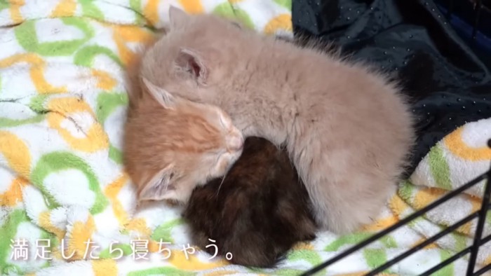 くっついて寝る子猫たち