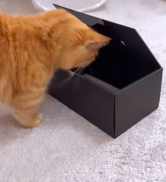頭を箱に突っ込む猫