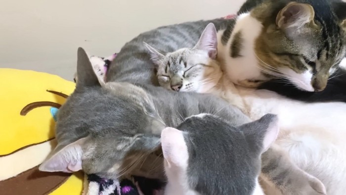 くっついて寝る猫たち