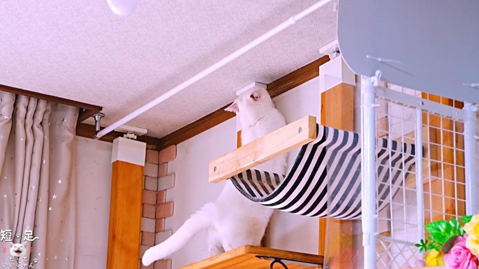 天井に顔を近づける猫