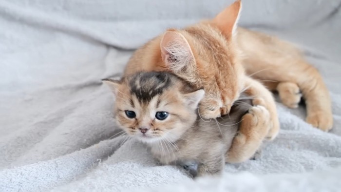成猫に抱きしめられて毛づくろいされる子猫