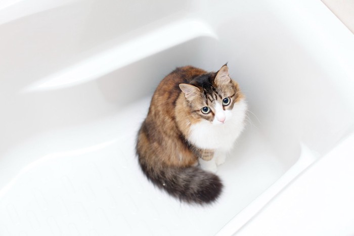 浴槽の中に入り込んだ猫