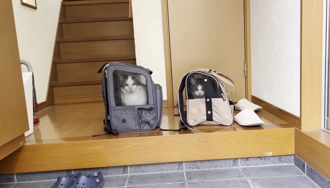 キャリーバッグに入っている2匹の猫