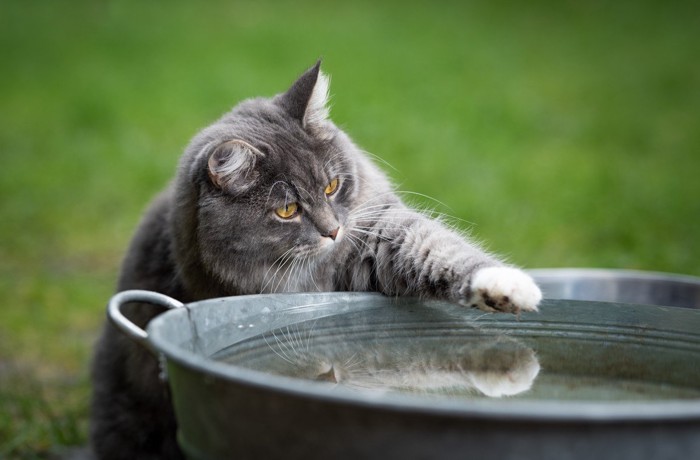 水を手で触る猫
