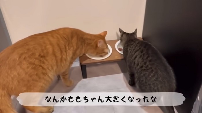 ご飯を食べる2匹の猫