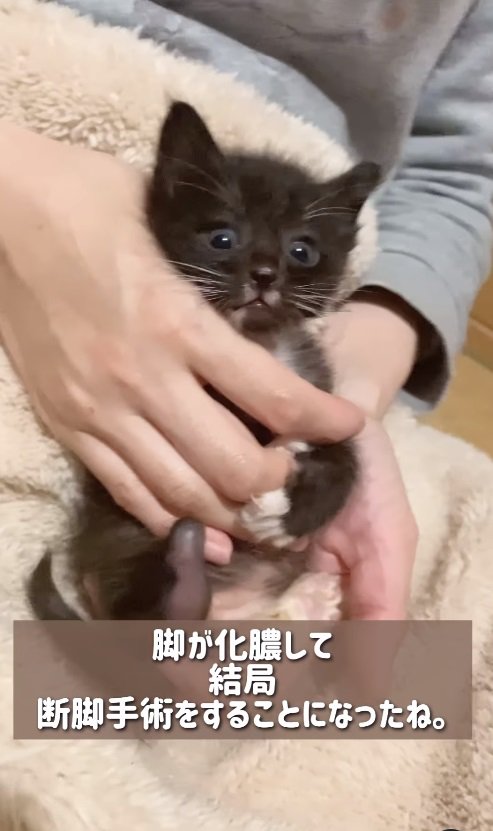 人に抱えられる子猫2