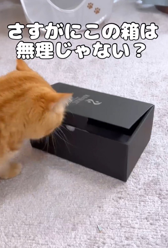 箱をチェックする猫