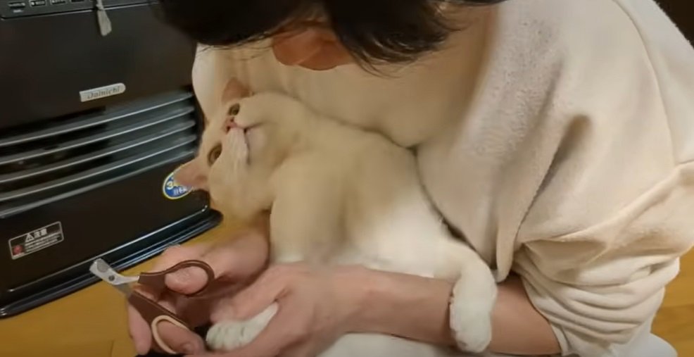 のけぞる猫