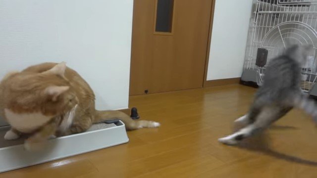 振り返る猫と逃げる猫