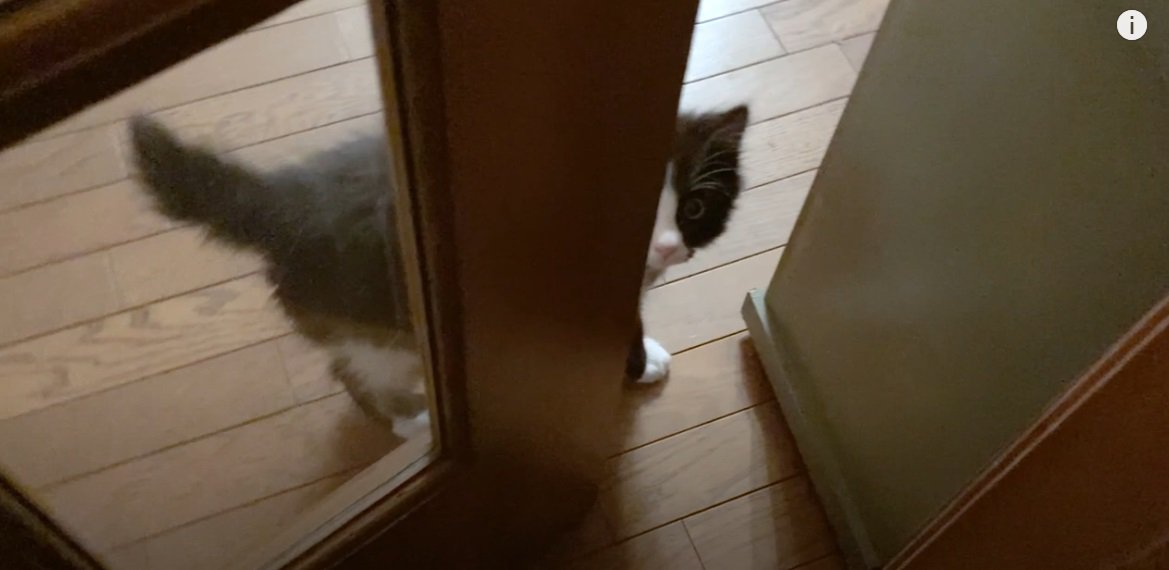 開いたドアと子猫
