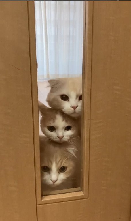 優しい顔になってきた3匹の猫たち