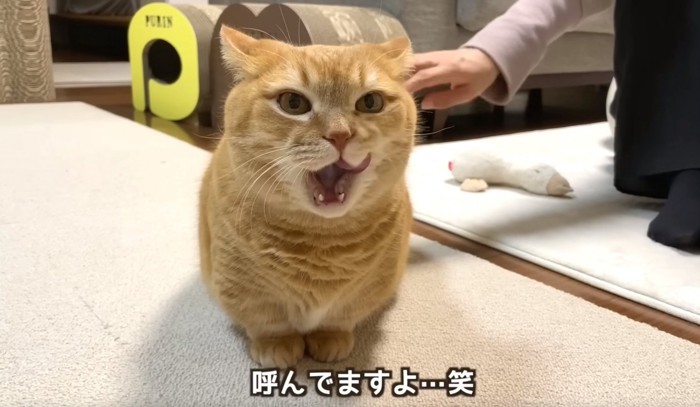 舌をペロっとさせる猫