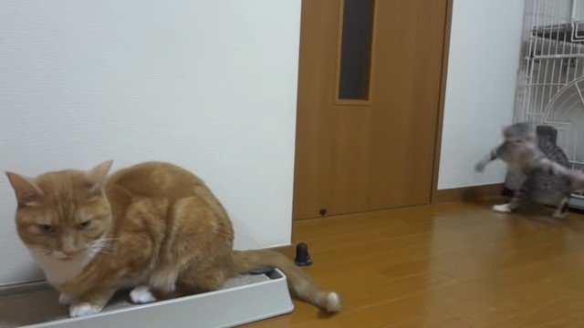 爪とぎの上の猫と後ろで回転する猫