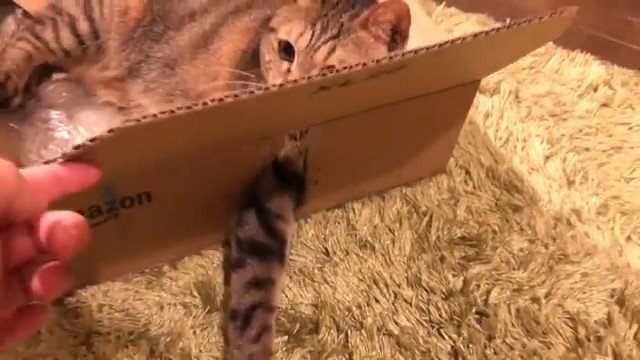 箱の中の猫と穴から外に伸びた前足