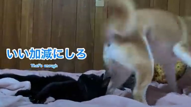 ベッドにいる猫と犬