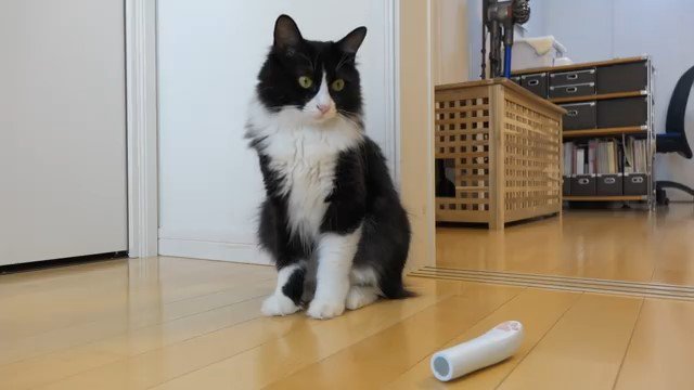 床の上のレーザーポインターを見つめる猫