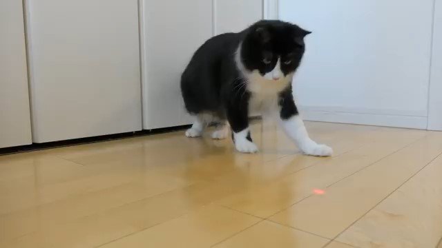 床の上の光を見る猫